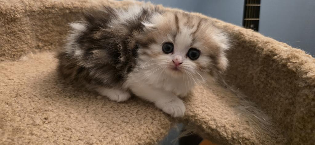 Barbara's New Litter photo 67