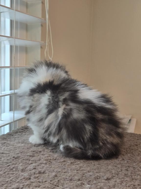 Barbara's New Litter photo 57
