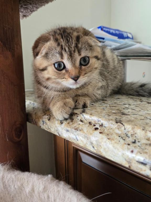 Barbara's New Litter photo 17