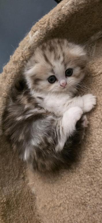 Barbara's New Litter photo 70