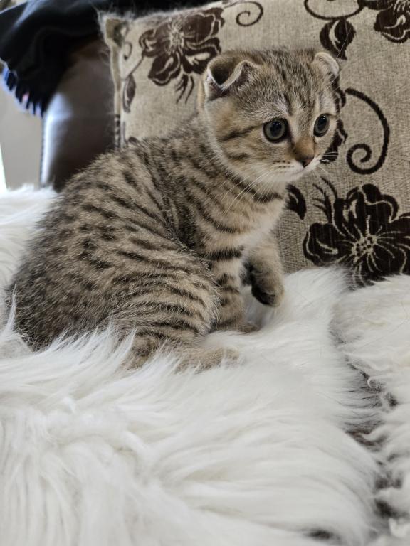 Barbara's New Litter photo 23