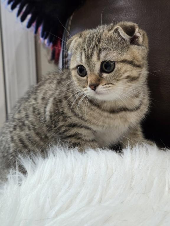 Barbara's New Litter photo 33