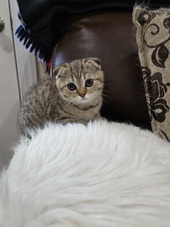 Barbara's New Litter photo 26