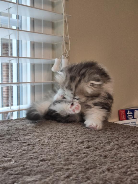 Barbara's New Litter photo 63