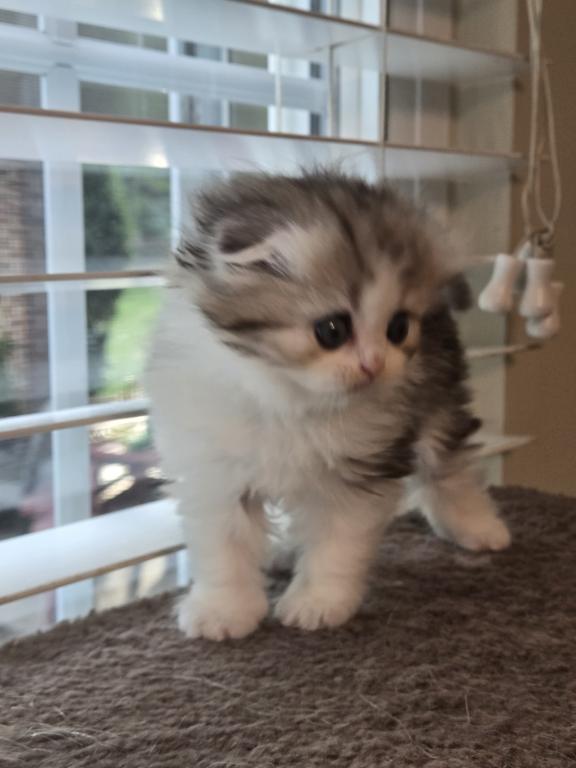 Barbara's New Litter photo 59