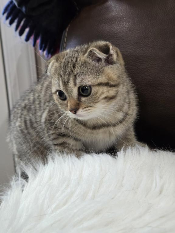 Barbara's New Litter photo 29
