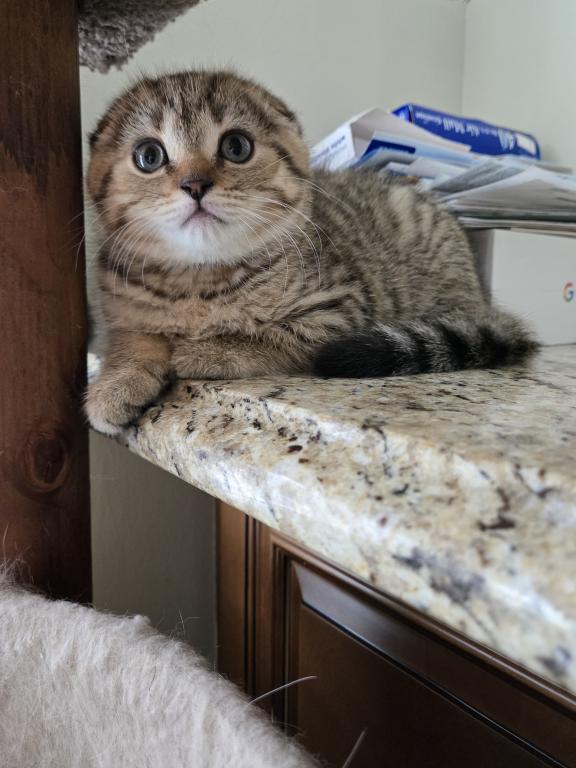 Barbara's New Litter photo 22