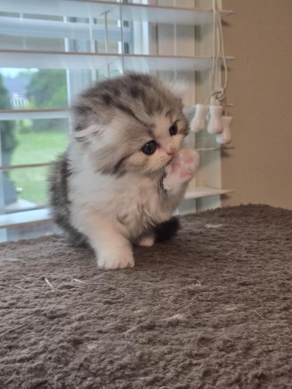Barbara's New Litter photo 50