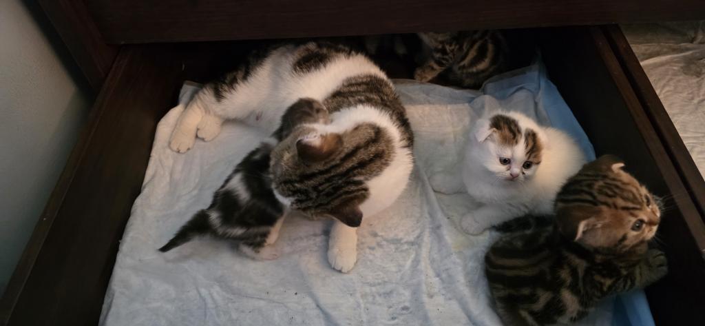 Barbara's New Litter photo 12