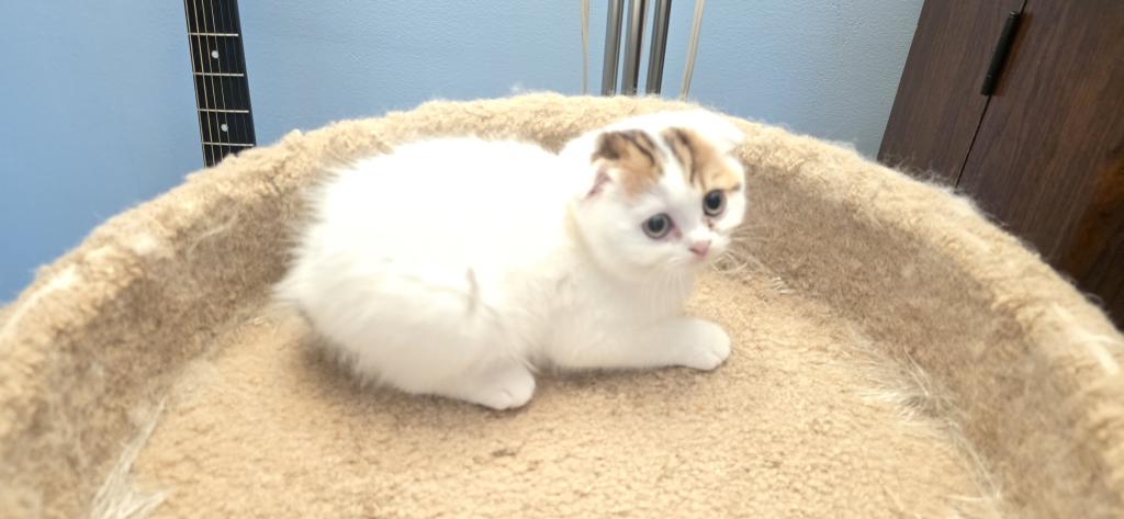 Barbara's New Litter photo 74