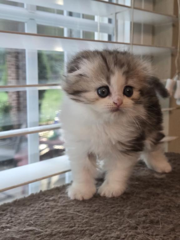 Barbara's New Litter photo 56