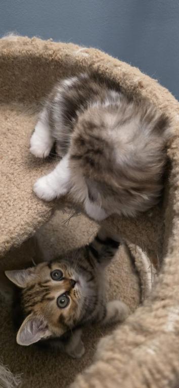 Barbara's New Litter photo 69