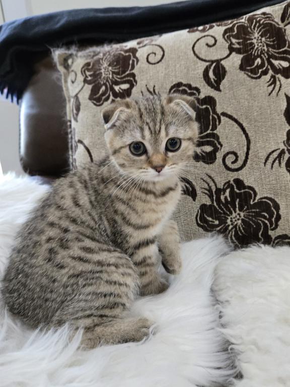 Barbara's New Litter photo 24