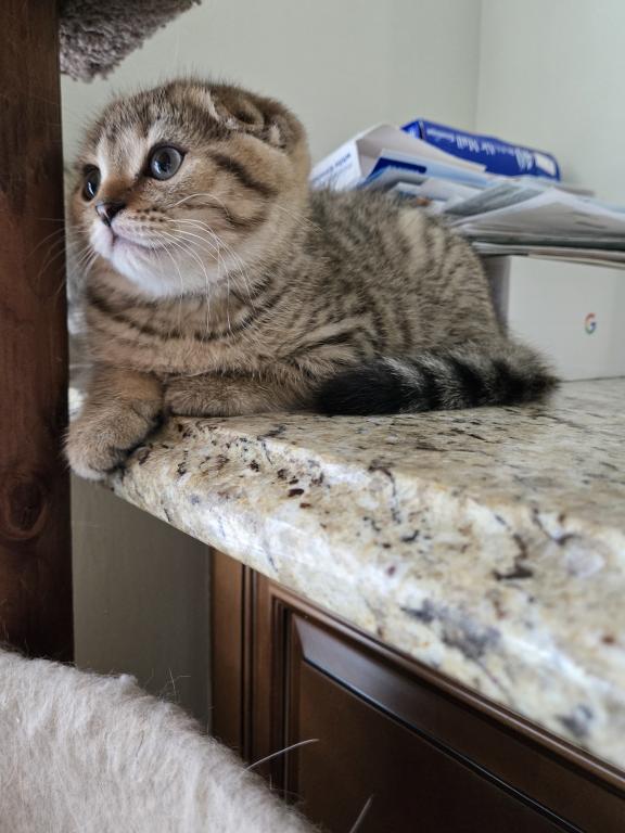 Barbara's New Litter photo 21