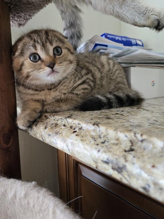 Barbara's New Litter photo 20