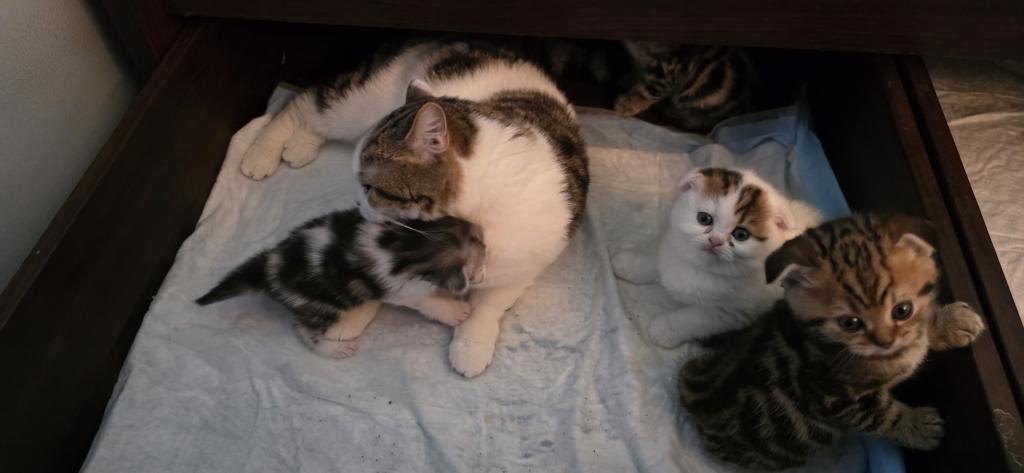 Barbara's New Litter photo 14