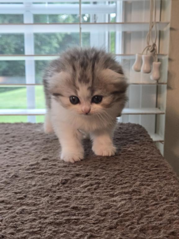 Barbara's New Litter photo 65