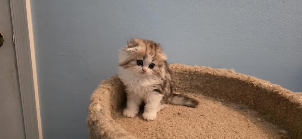 Barbara's New Litter photo 5