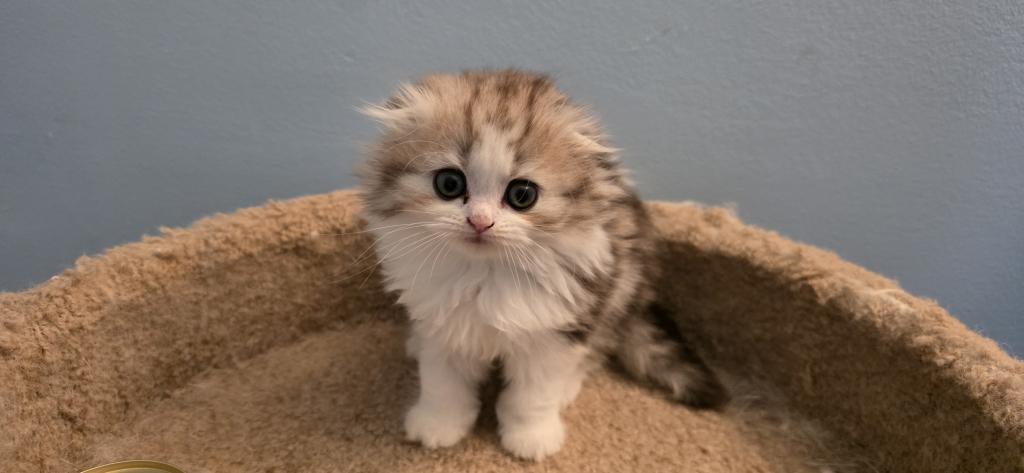 Barbara's New Litter photo 8