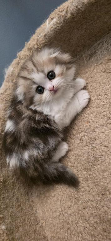 Barbara's New Litter photo 71