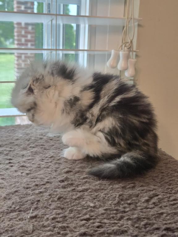 Barbara's New Litter photo 62