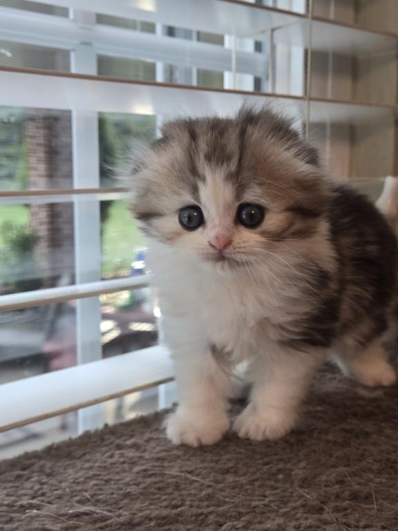Barbara's New Litter photo 55