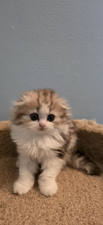 Barbara's New Litter photo 11
