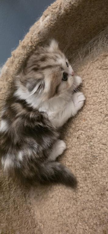 Barbara's New Litter photo 68