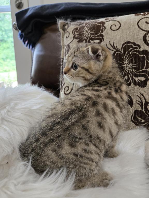 Barbara's New Litter photo 35