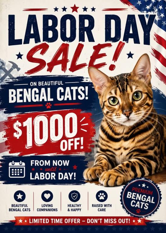LABOR DAY SALE FOR ALL CATS AND KITTENS photo 1