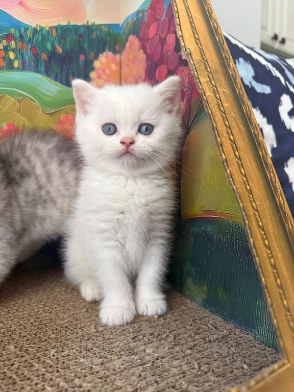 Snowy Kittens photo 3