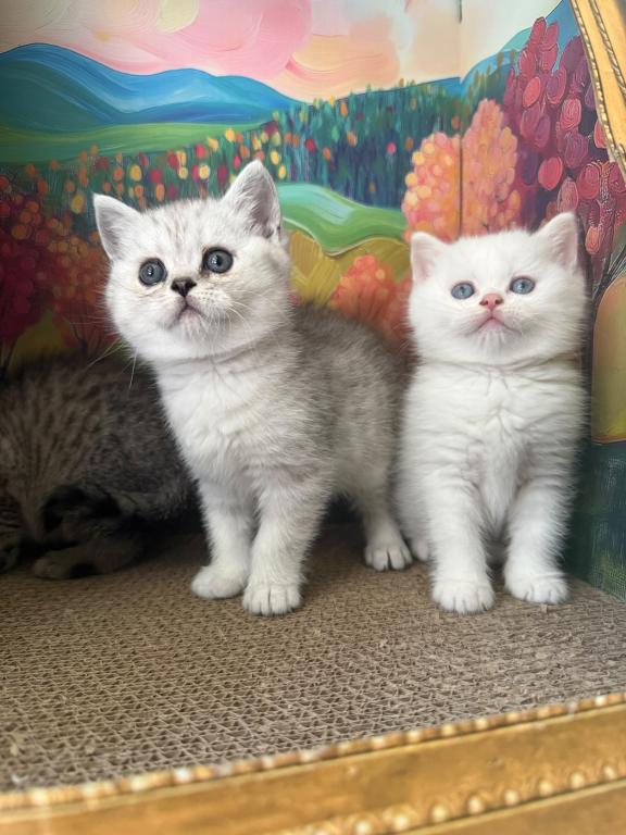 Snowy Kittens photo 2
