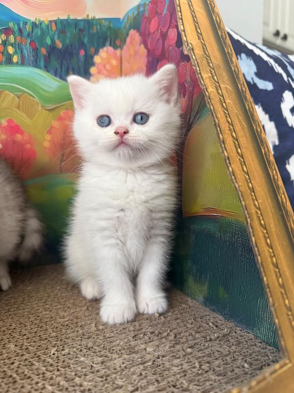Snowy Kittens photo 1