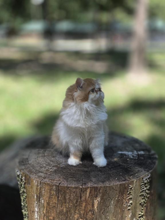 Sugar's Nemo photo 4