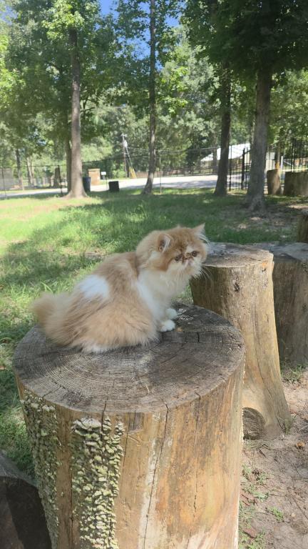 Sugar's Nemo photo 2