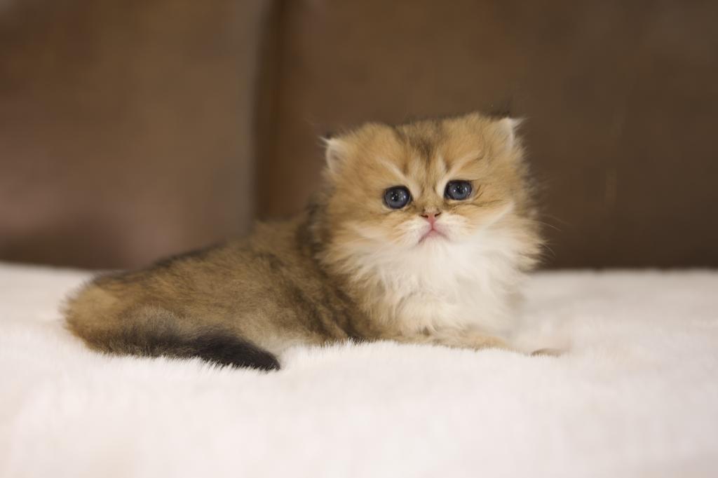 Clover British Longhair
