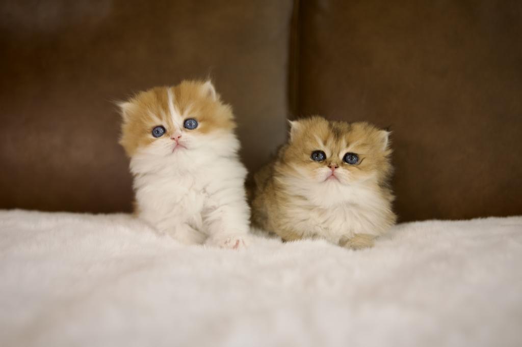 Clover British Longhair photo 2