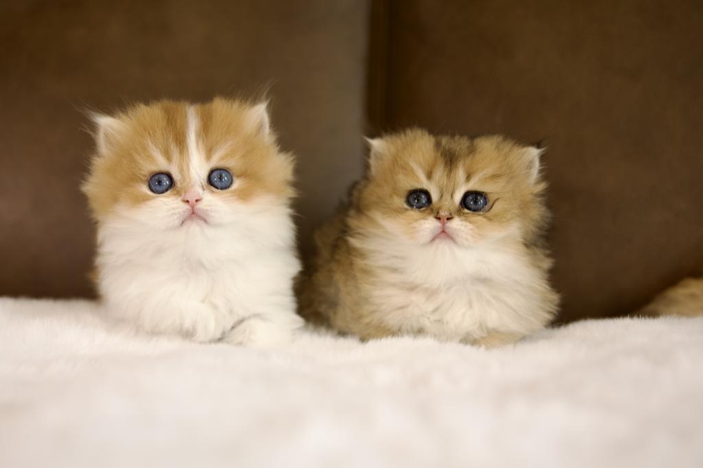 Clover British Longhair photo 3