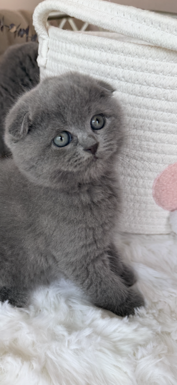 Scottish Fold Blue Boy photo 15