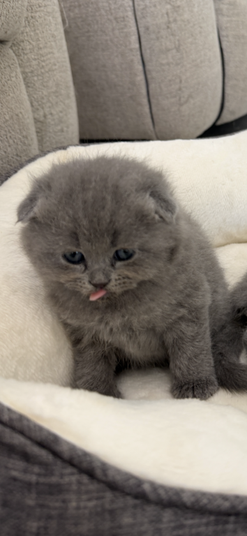 Scottish Fold Blue Boy photo 29