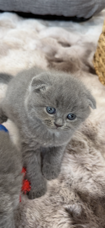 Scottish Fold Blue Boy photo 20