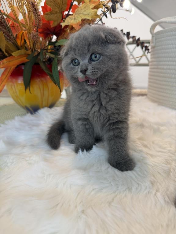 Scottish Fold Blue Boy photo 4
