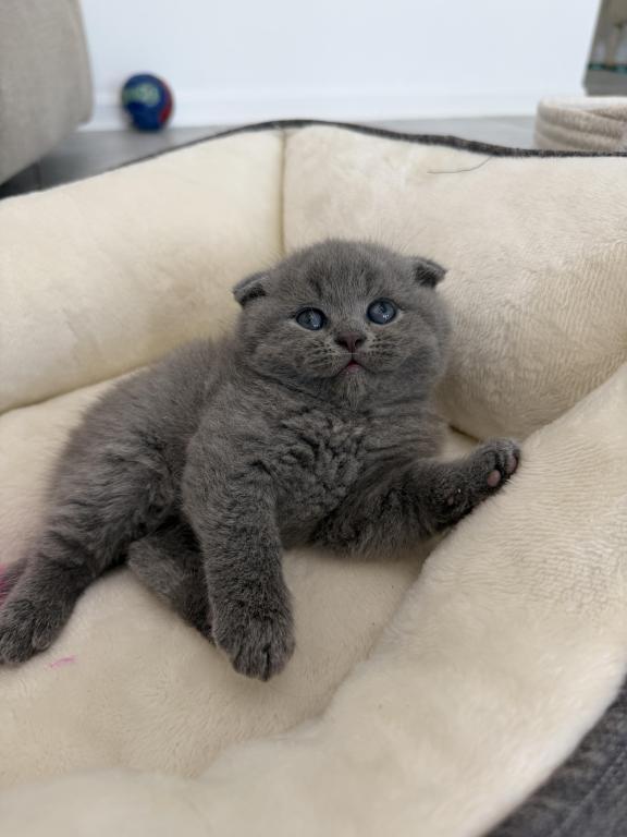 Scottish Fold Blue Boy photo 27