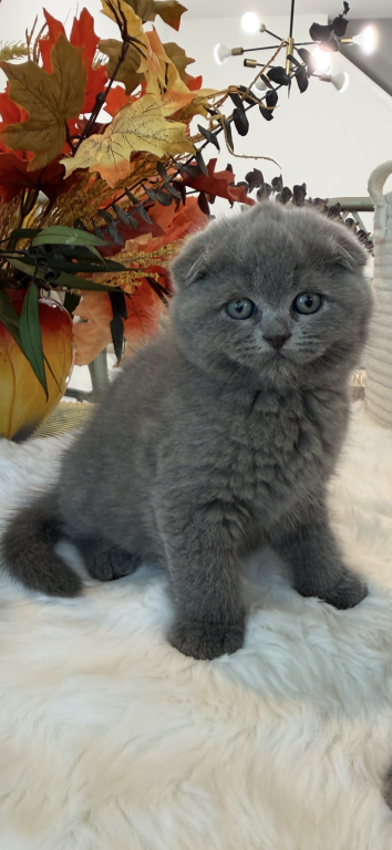 Scottish Fold Blue Boy photo 14