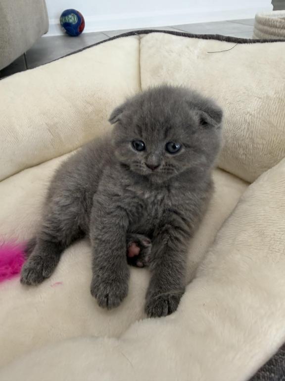 Scottish Fold Blue Boy photo 25