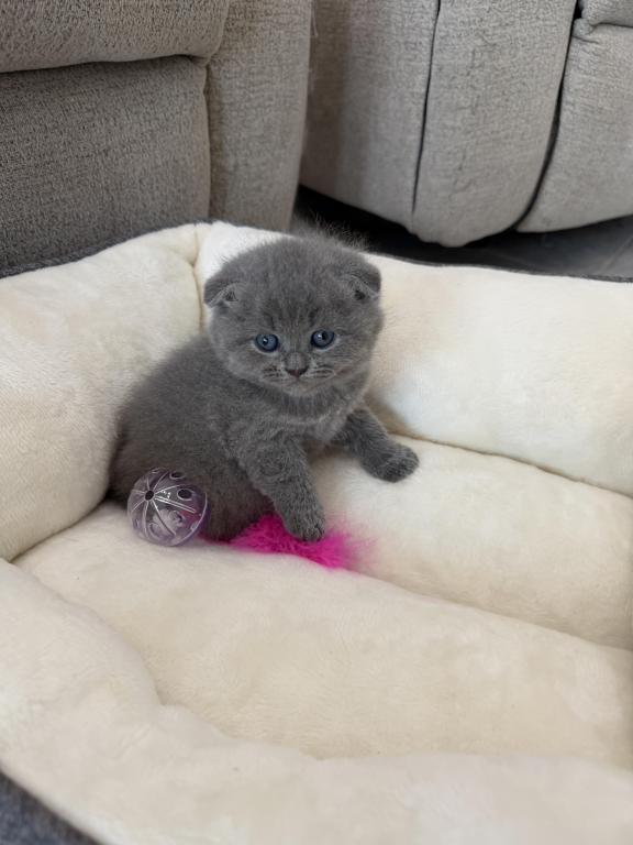 Scottish Fold Blue Boy photo 22
