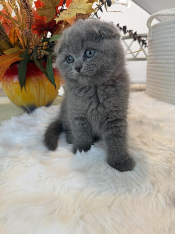 Scottish Fold Blue Boy photo 6