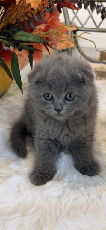 Scottish Fold Blue Boy photo 13