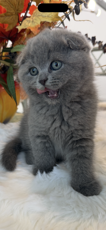 Scottish Fold Blue Boy photo 10