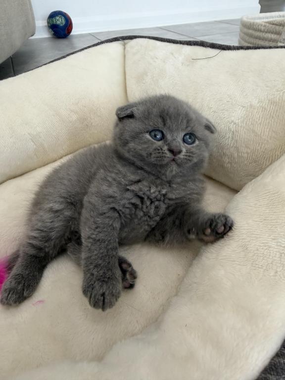 Scottish Fold Blue Boy photo 26